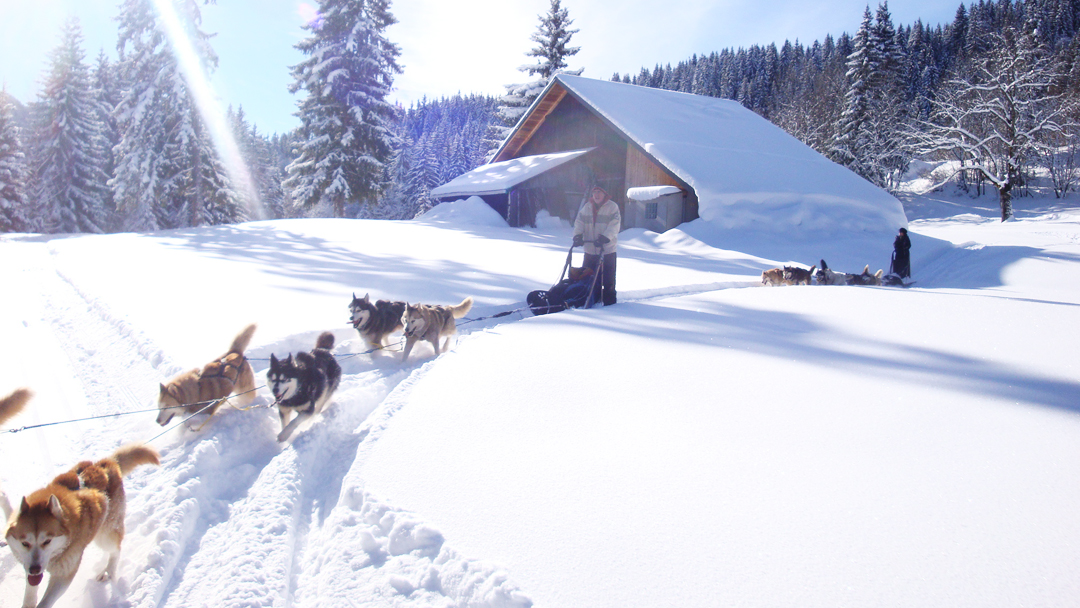 chiens de traineau de l'Ubac Sixt-Fer-à-Cheval